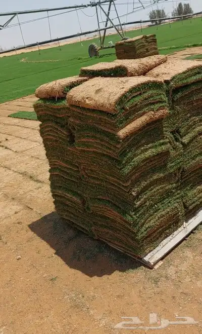 ثيل طبيعي c2000 3
