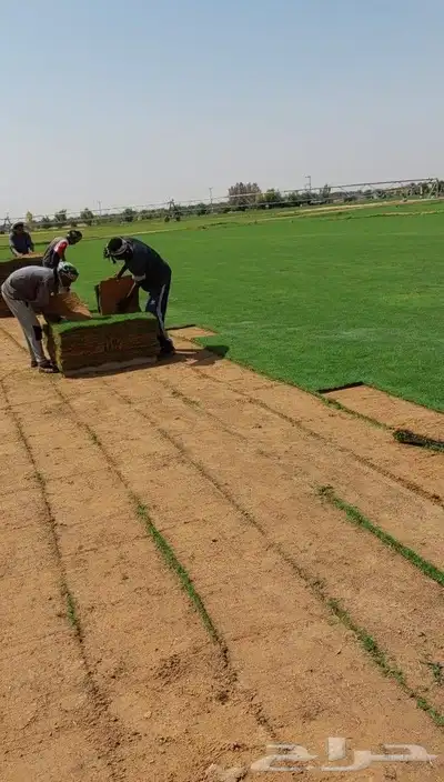 ثيل طبيعي c2000 0