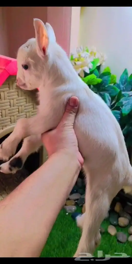 ماعز قزمي تشيكي عمر اسبوع جاهز 2