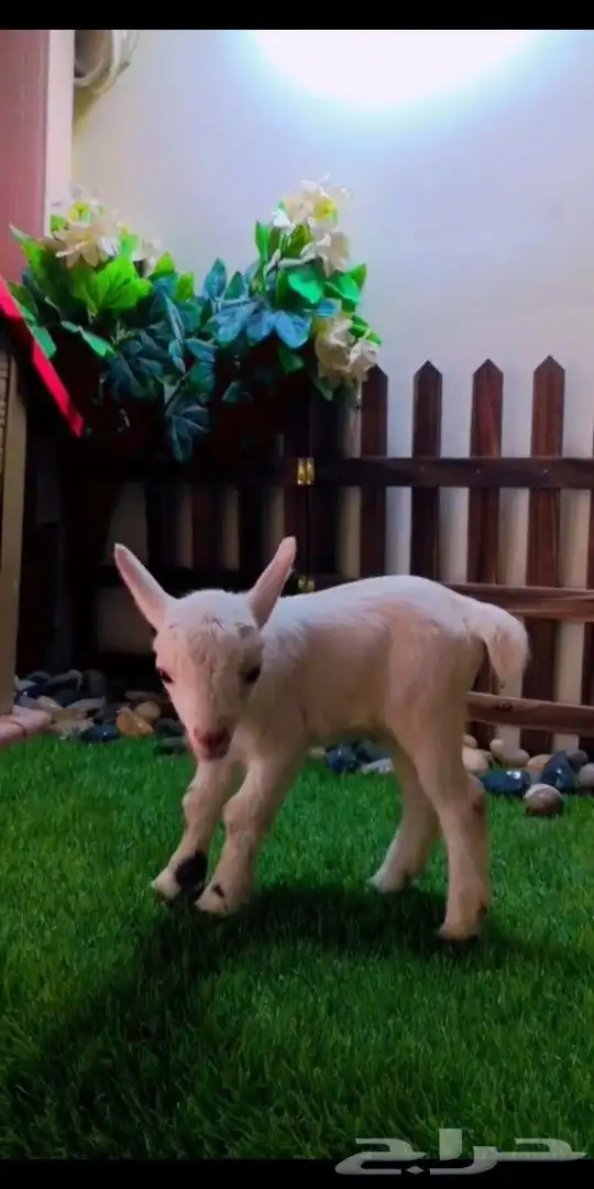 ماعز قزمي تشيكي عمر اسبوع جاهز 1