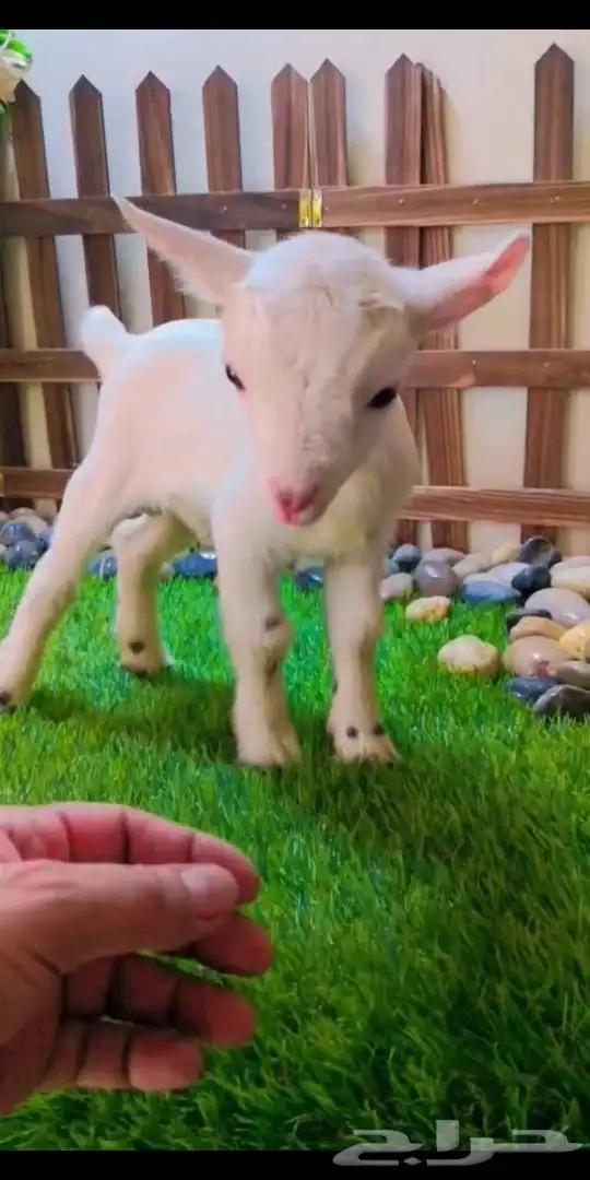 ماعز قزمي تشيكي عمر اسبوع جاهز 0