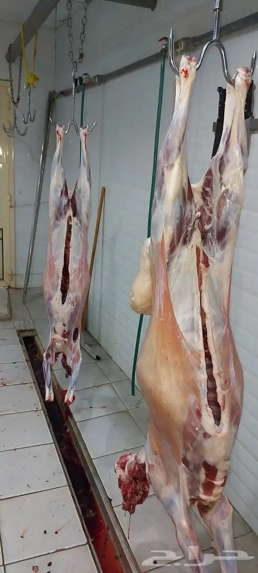 مطعم الخير يقدم خروف على الجمر 13