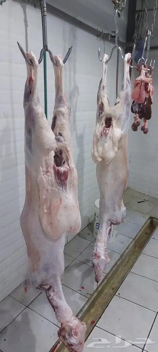 مطعم الخير يقدم خروف على الجمر 15