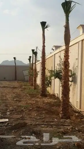 زراعه النخل والأشجار وتركيب الشبوك 9