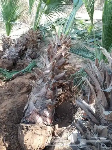 زراعه النخل والأشجار وتركيب الشبوك 5