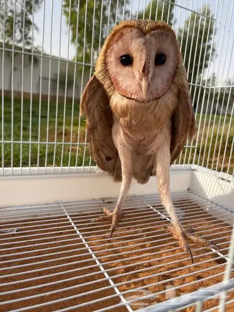 تم البيع طير جميل جدا صحته شرط بسعر مناسب 2