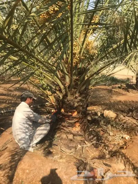 زراعه النخل والأشجار وتركيب الشبوك 7