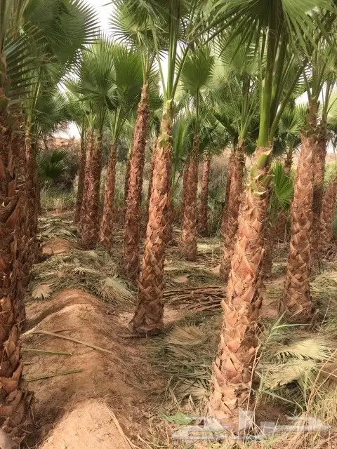 زراعه النخل والأشجار وتركيب الشبوك 0