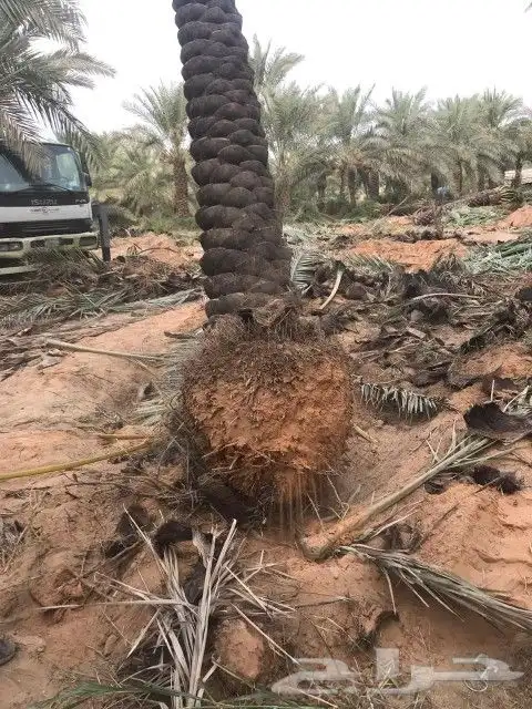 زراعه النخل والأشجار وتركيب الشبوك 2