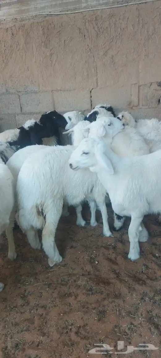 مطعم الخير يقدم.. 7