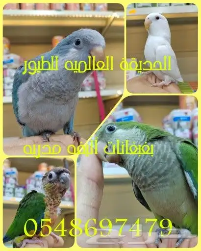 فروخ ببغاء اليفه 0