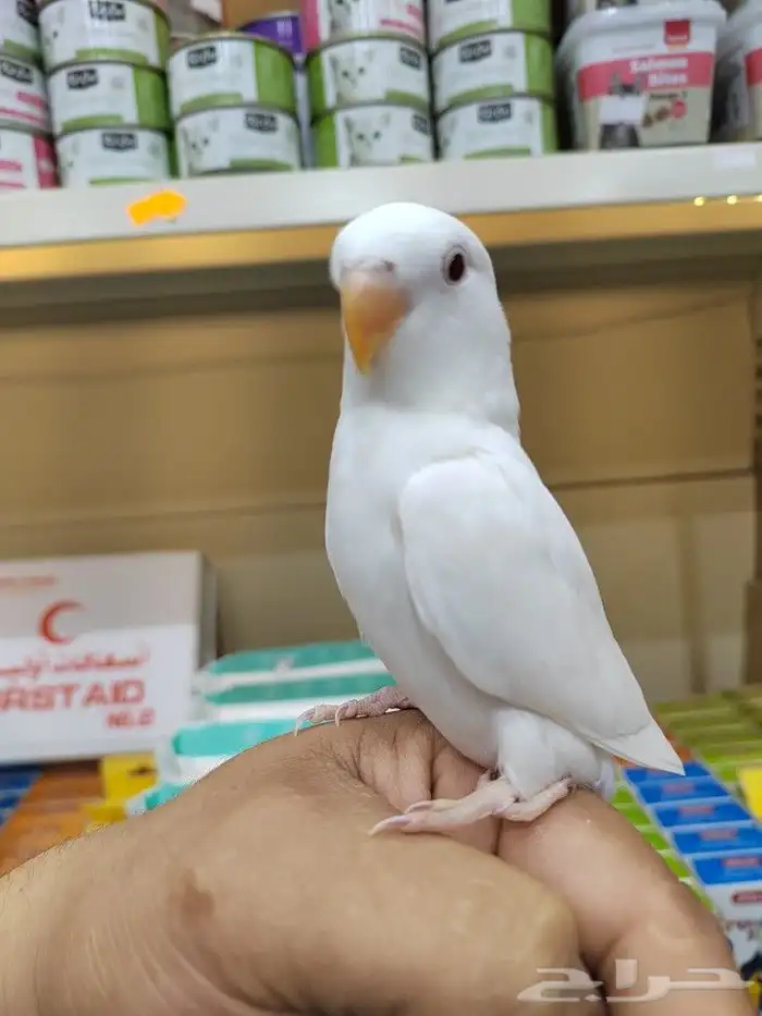 فروخ ببغاء اليفه 12