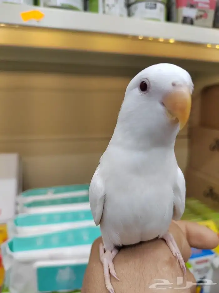 فروخ ببغاء اليفه 9