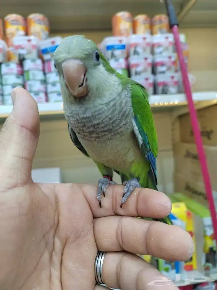 فروخ ببغاء اليفه 6