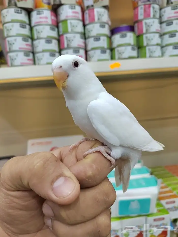 فروخ ببغاء اليفه 11