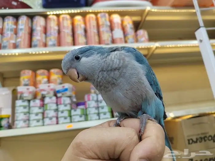 فروخ ببغاء اليفه 2