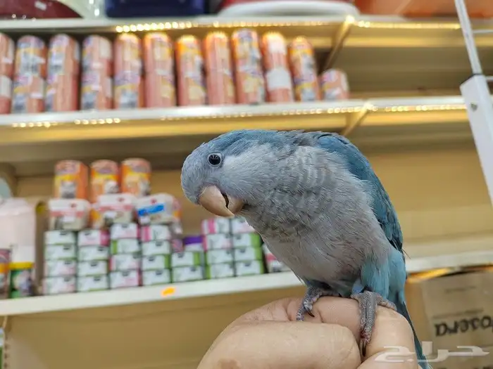 فروخ ببغاء اليفه 1