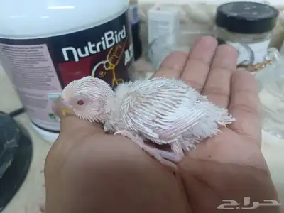 بادجي البينو ابيض صافي 50 ريال 1