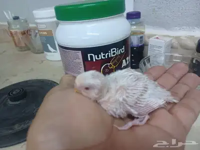 بادجي البينو ابيض صافي 50 ريال 5