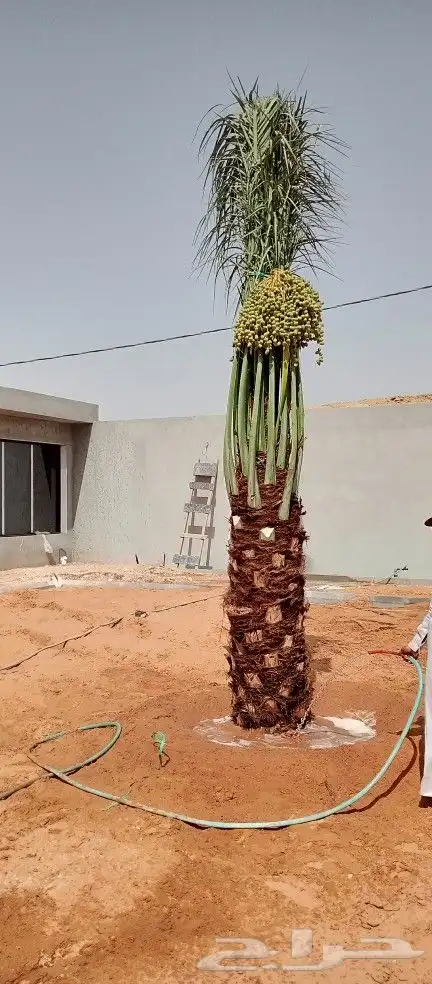 مقاول زراعه 9