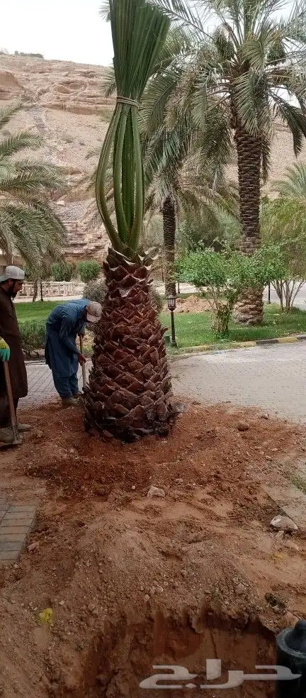 مقاول زراعه 16