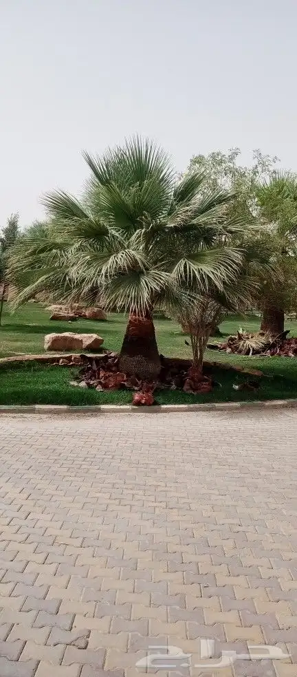 مقاول زراعه 25