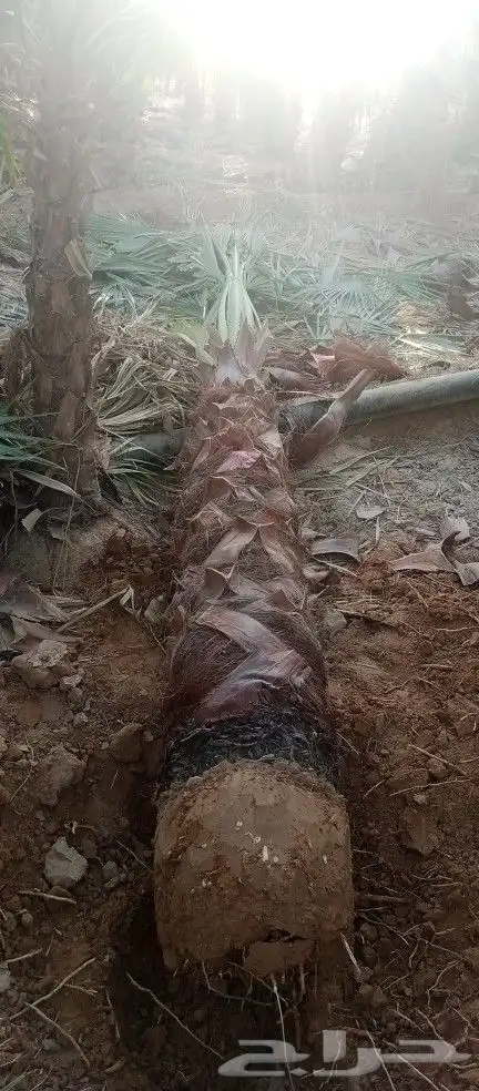 مقاول زراعه 12