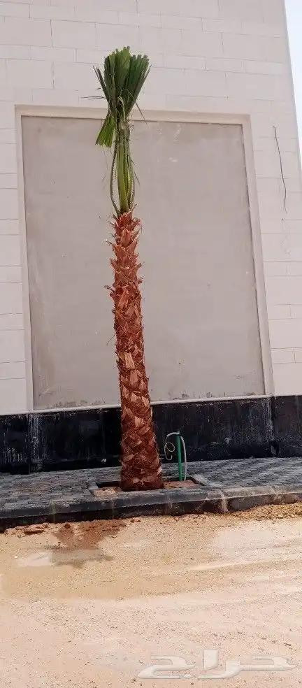 مقاول زراعه 19