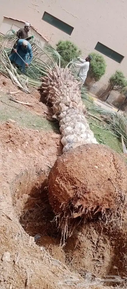 مقاول زراعه 18