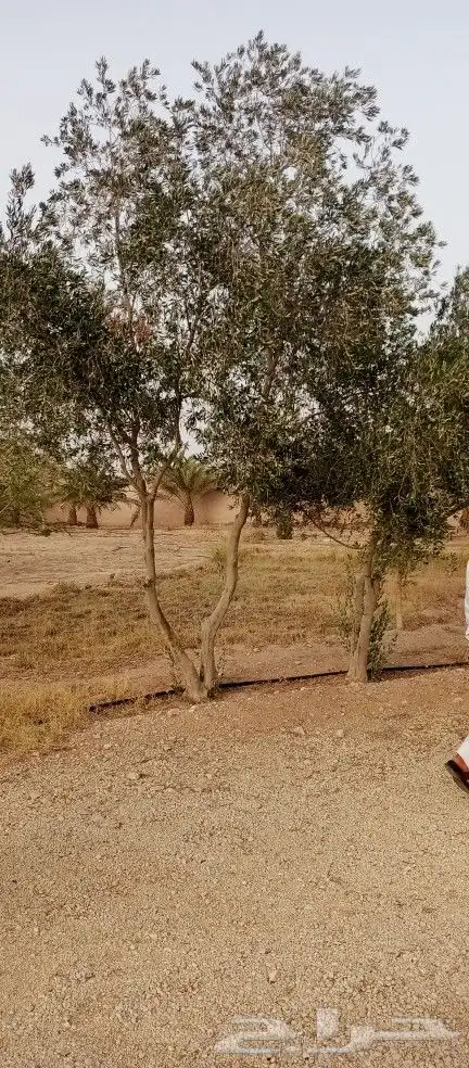 مقاول زراعه 21