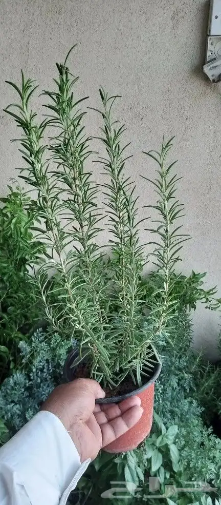 مقاول زراعه 4