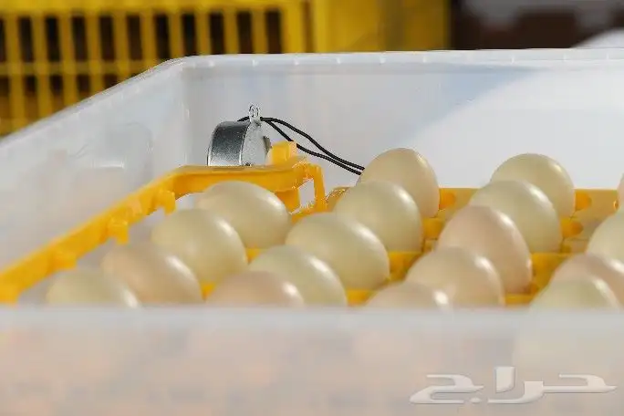 فقاسات مقاس 48_55_63-98-196_352_528_1584مع 11