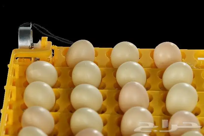 فقاسات مقاس 48_55_63-98-196_352_528_1584مع 12