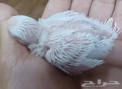 بادجي البينو ابيض صافي 50 ريال 4