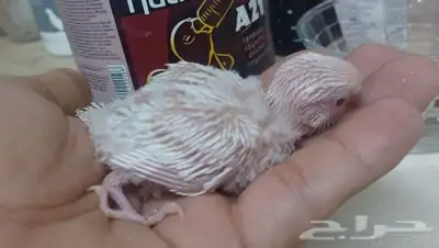 بادجي البينو ابيض صافي 50 ريال 6