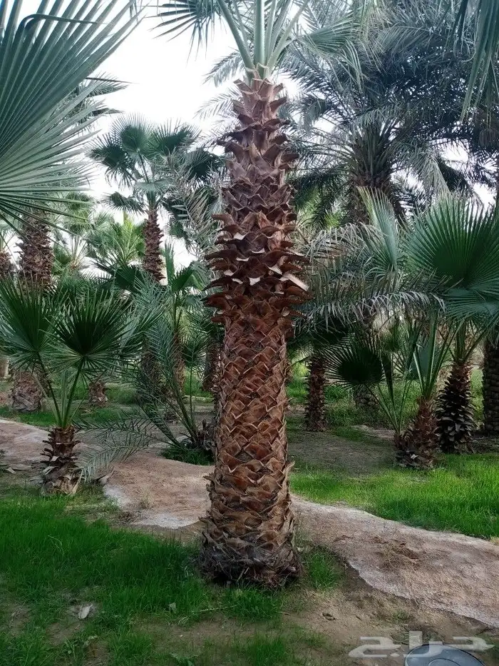 مقاول زراعه 44