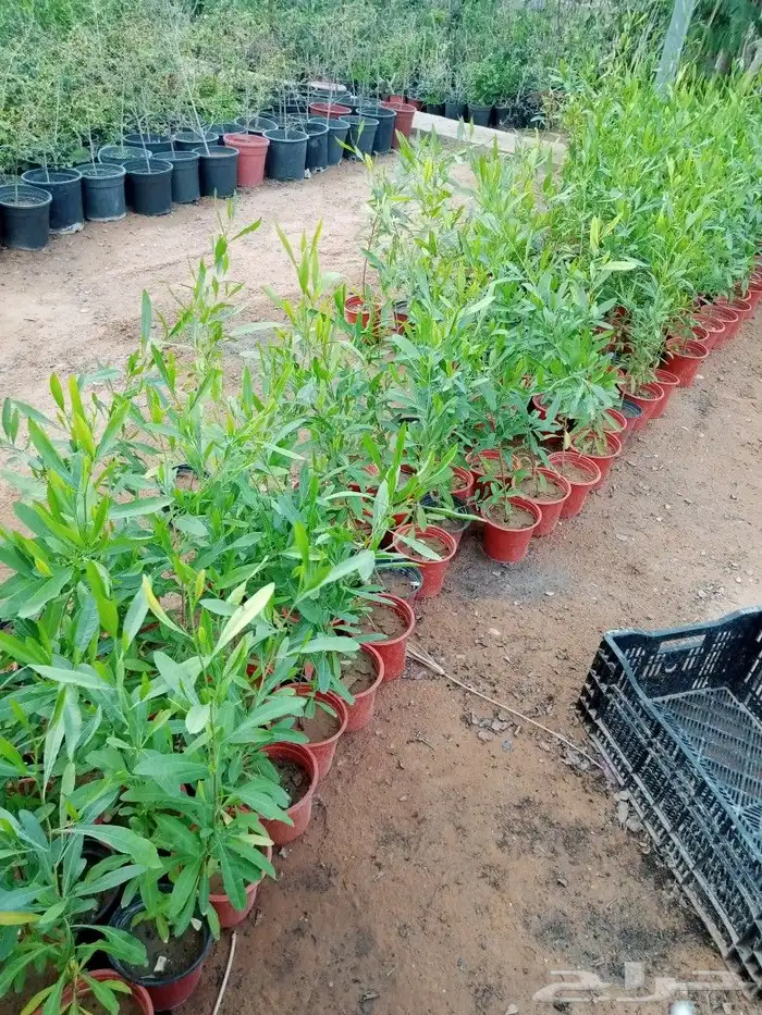 مقاول زراعه 39