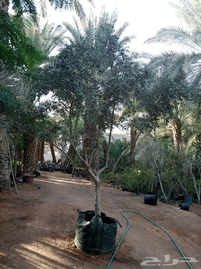 مقاول زراعه 38