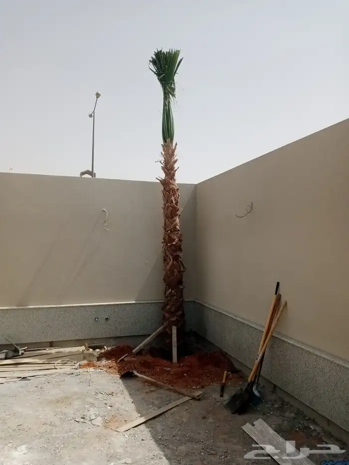 مقاول زراعه 31