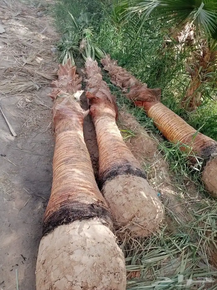 مقاول زراعه 29