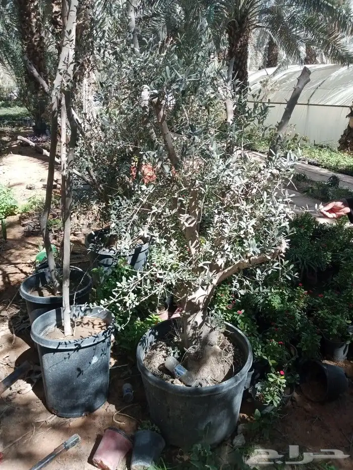 مقاول زراعه 36