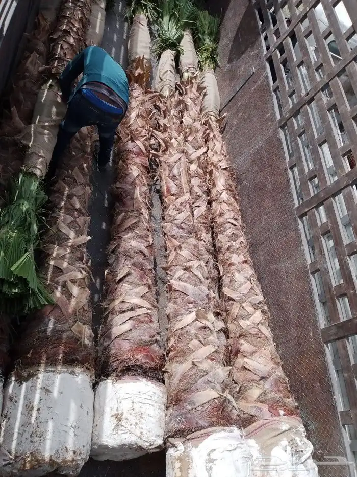 مقاول زراعه 43