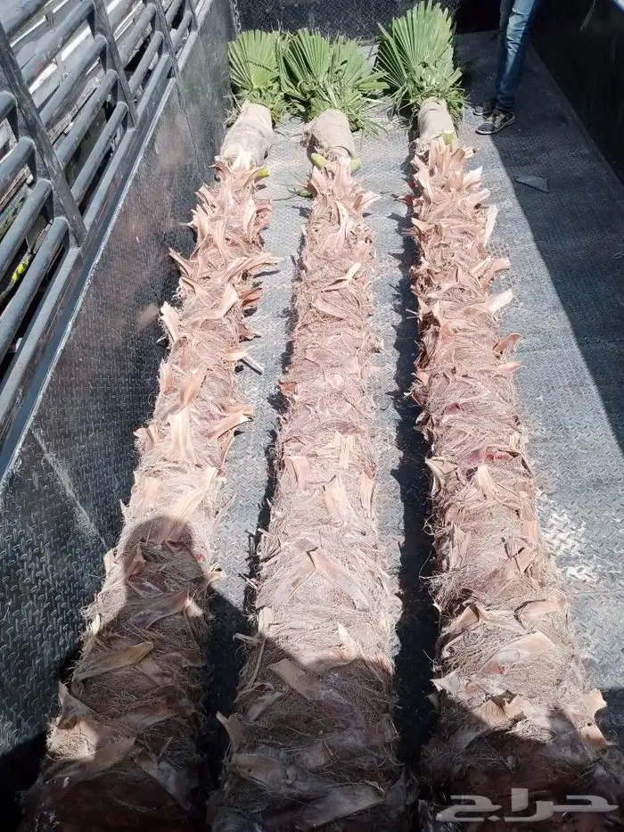 مقاول زراعه 32