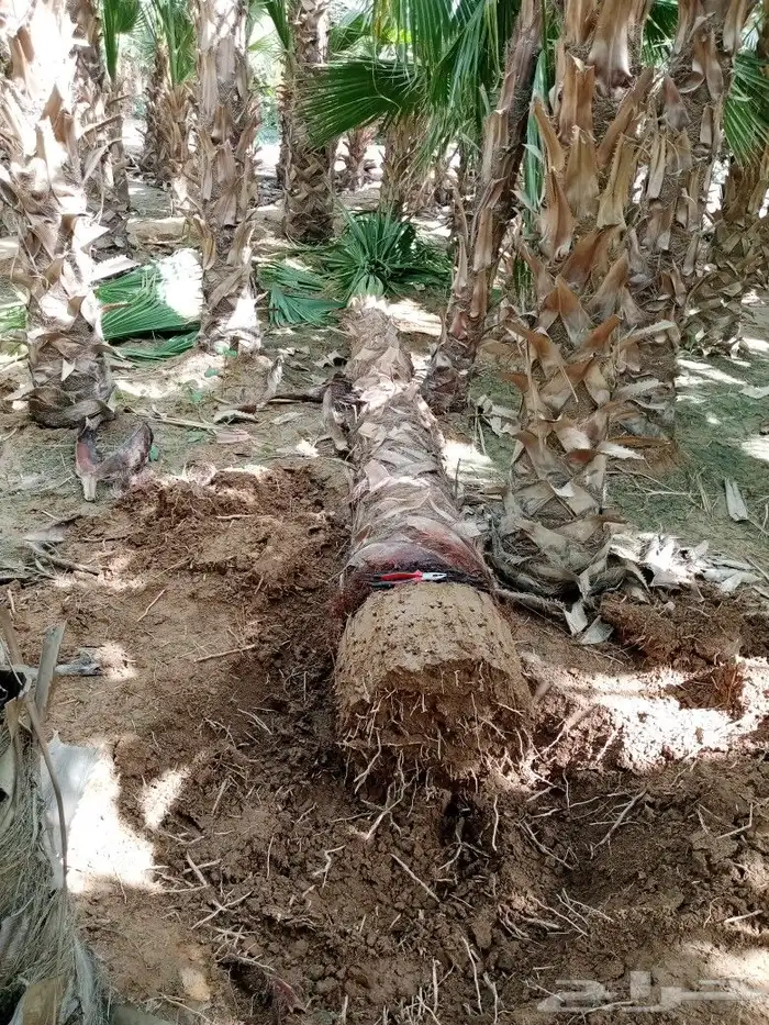 مقاول زراعه 33