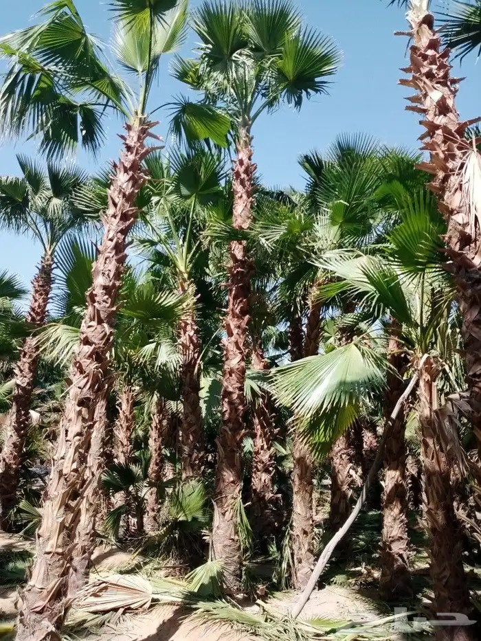 مقاول زراعه 37