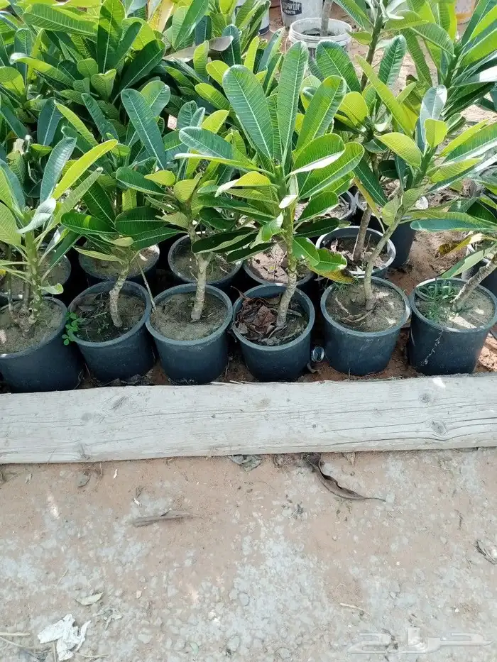 مقاول زراعه 35