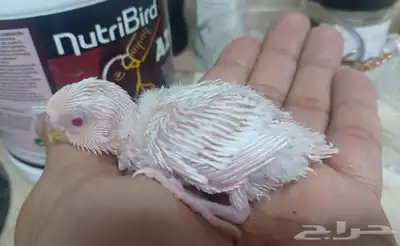 بادجي البينو ابيض صافي 50 ريال 3