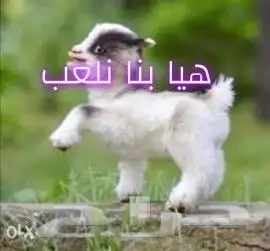 ماعز قزمي تشيكي عمر مواليد 1