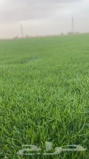 ثيل طبيعي c2000 2