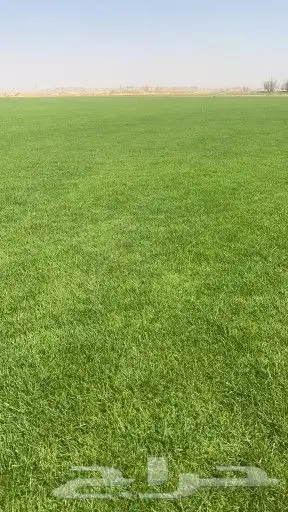 ثيل طبيعي c2000 1